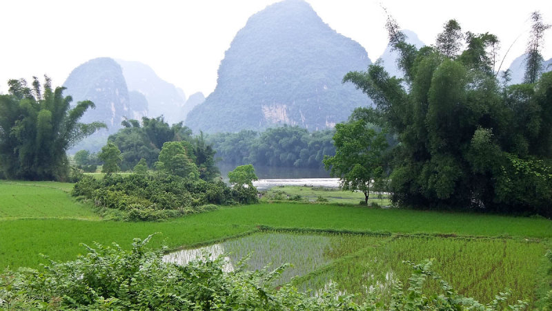 Rice paddy, Yangshuo