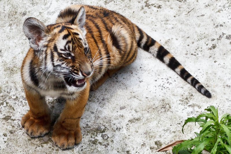 Chongqing Zoo