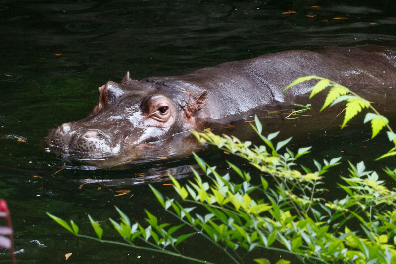 Chongqing Zoo