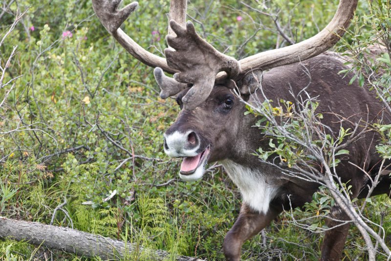Caribou, Denali National Park