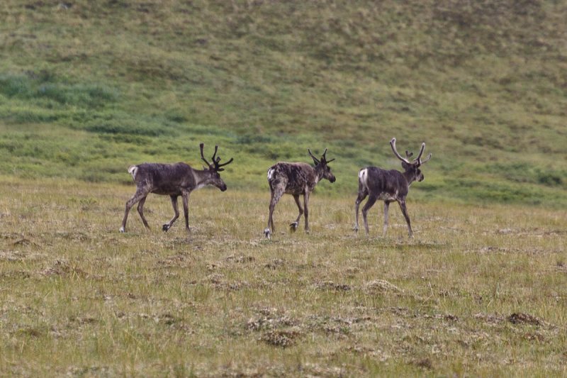 Caribou, Denali National Park