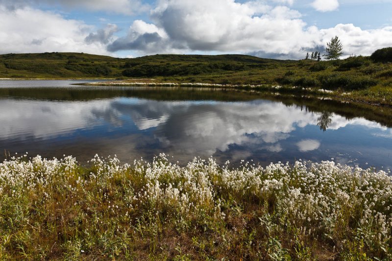 Denali National Park