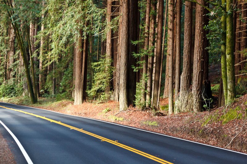 Navarro River Redwoods State Park, Mendocino