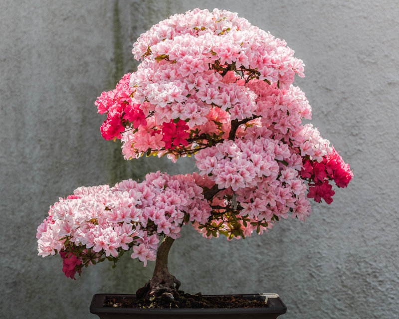 U.S. National Arboretum