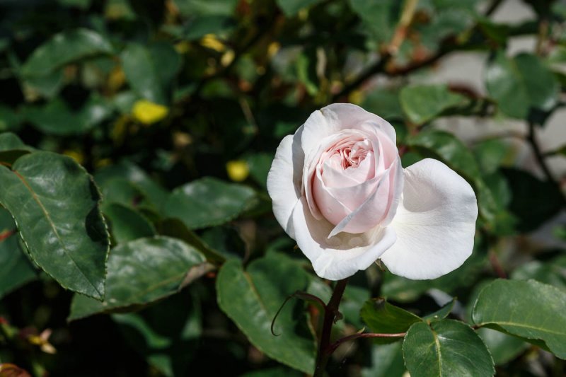 U.S. National Arboretum