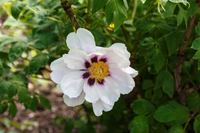 U.S. National Arboretum