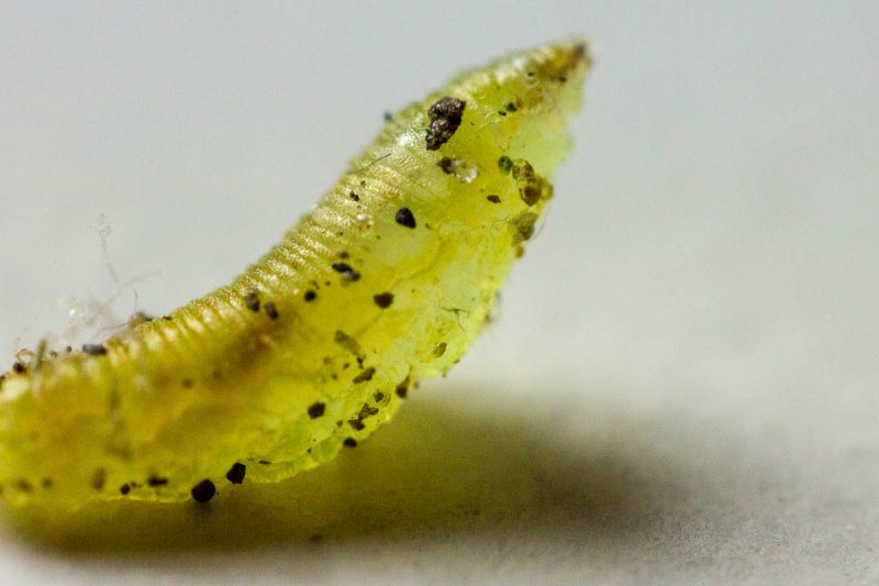 Garden bug