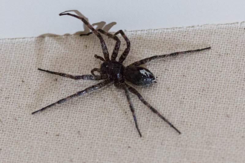 Wolf spider