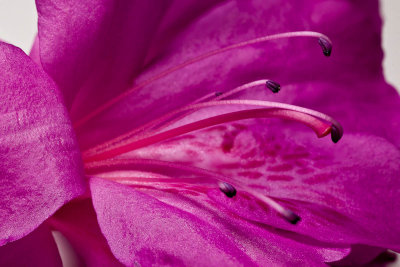 Azalea anthers and petals