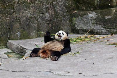 Chongqing Zoo