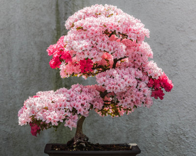 U.S. National Arboretum