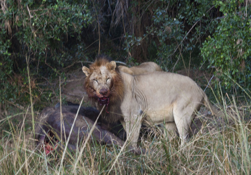 Lion Kill