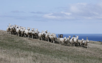 Wellington Sheep Herding