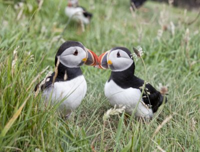 Isle of Staffa