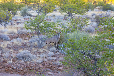 Kudu-Namibia