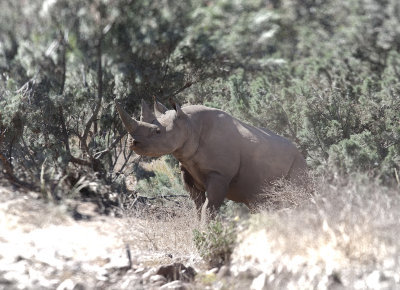 Desert Black Rhino-Namibia