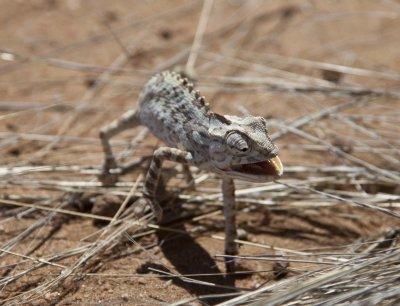 Desert Chameleon-Namibia