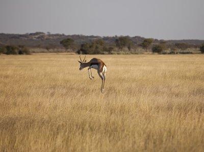 Springbok-Namibia