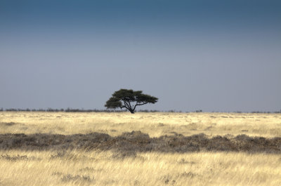Etosha View-Namibia