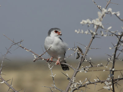 Pygmy Falcon-Namibia