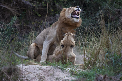  Mating Lions