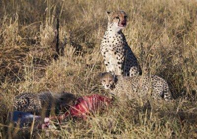 Cheetah at Kill