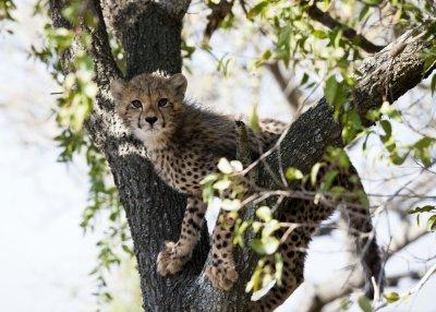  Cheetah Kitten