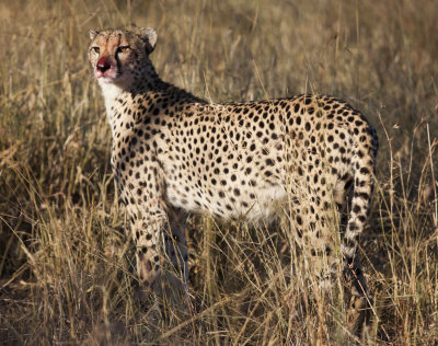 Cheetah after the Kill
