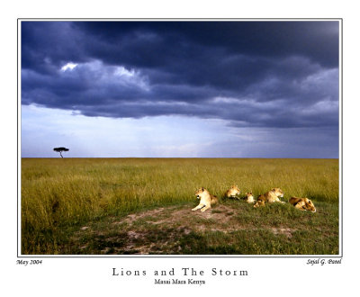 Lions and The Storm