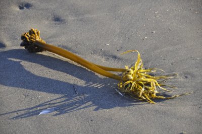 Palm-Kelp-Stranded