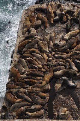 Steller SeaLion Snug