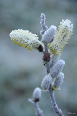 Pussy Willow Frost