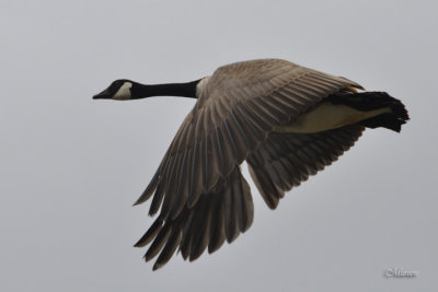 Widowed Goose, injured