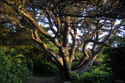 Octopus Tree at Otter Point