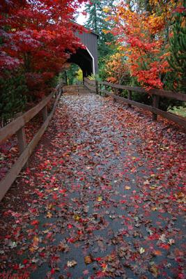 Covered Bridge Maples
