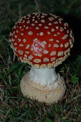 Amanita Muscaria (11-12-05)