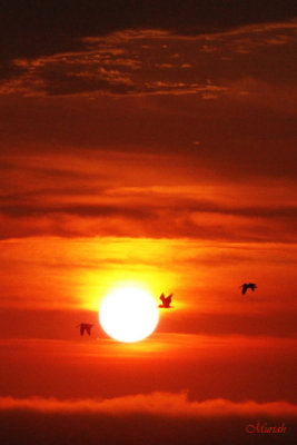 Sunset Pelican Trio