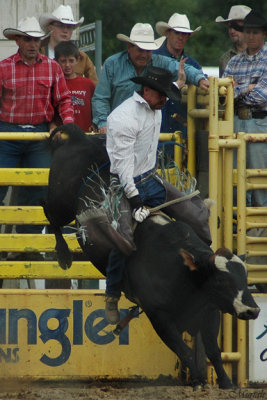 Bull Bucking