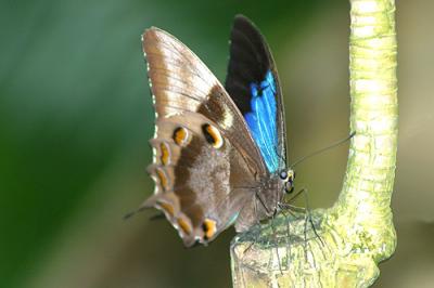 North Queensland