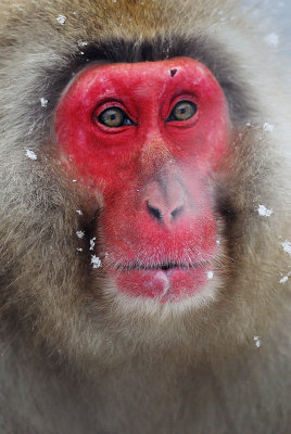monkey9.jpg