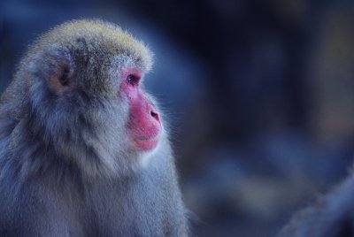 monkey1.jpg