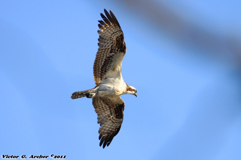 Osprey (Pandion haliaetus) (0864)