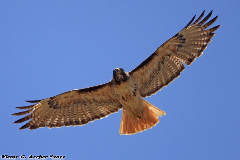 Red Tail Hawk (Buteo jamaicensis) (3864)