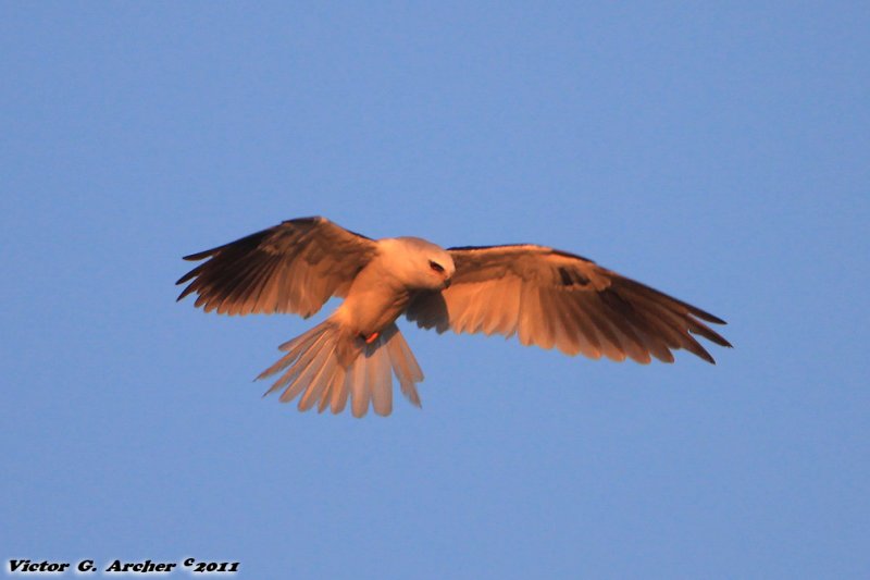 White-tailed Kite (Elanus leucurus) (5016)