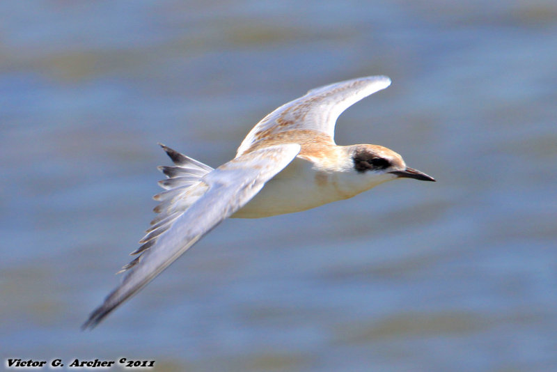 Juvenal Forsters Tern (Sterna forsteri) (5846)