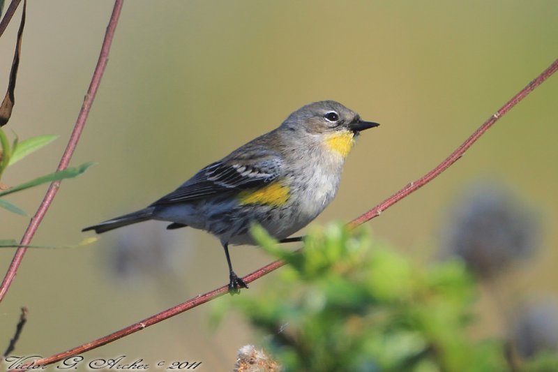 Yellow-rumped Warbler (Dendroica coronata) (2689)