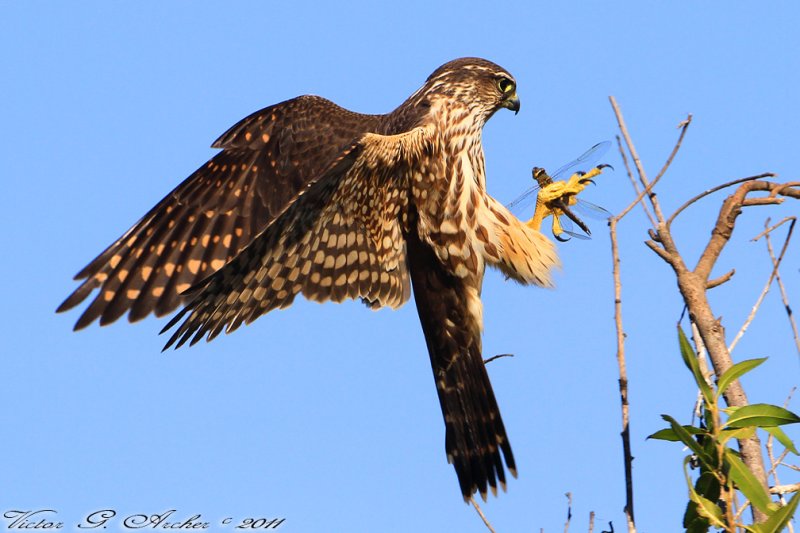Merlin (Falco columbarius) (3646)