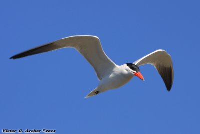 Caspian Tern (Hydroprogne caspia) (0601)