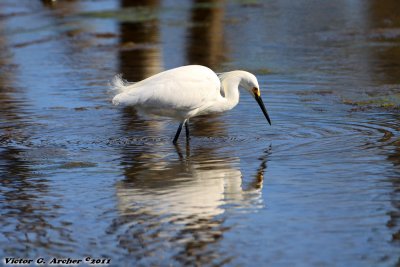 Snowy Egret (Egretta thula) (0640)