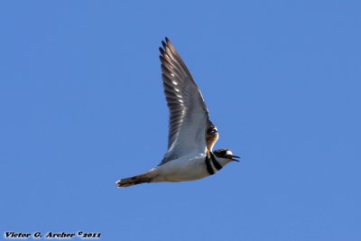 Killdeer (Charadrius vociferus) (0669)